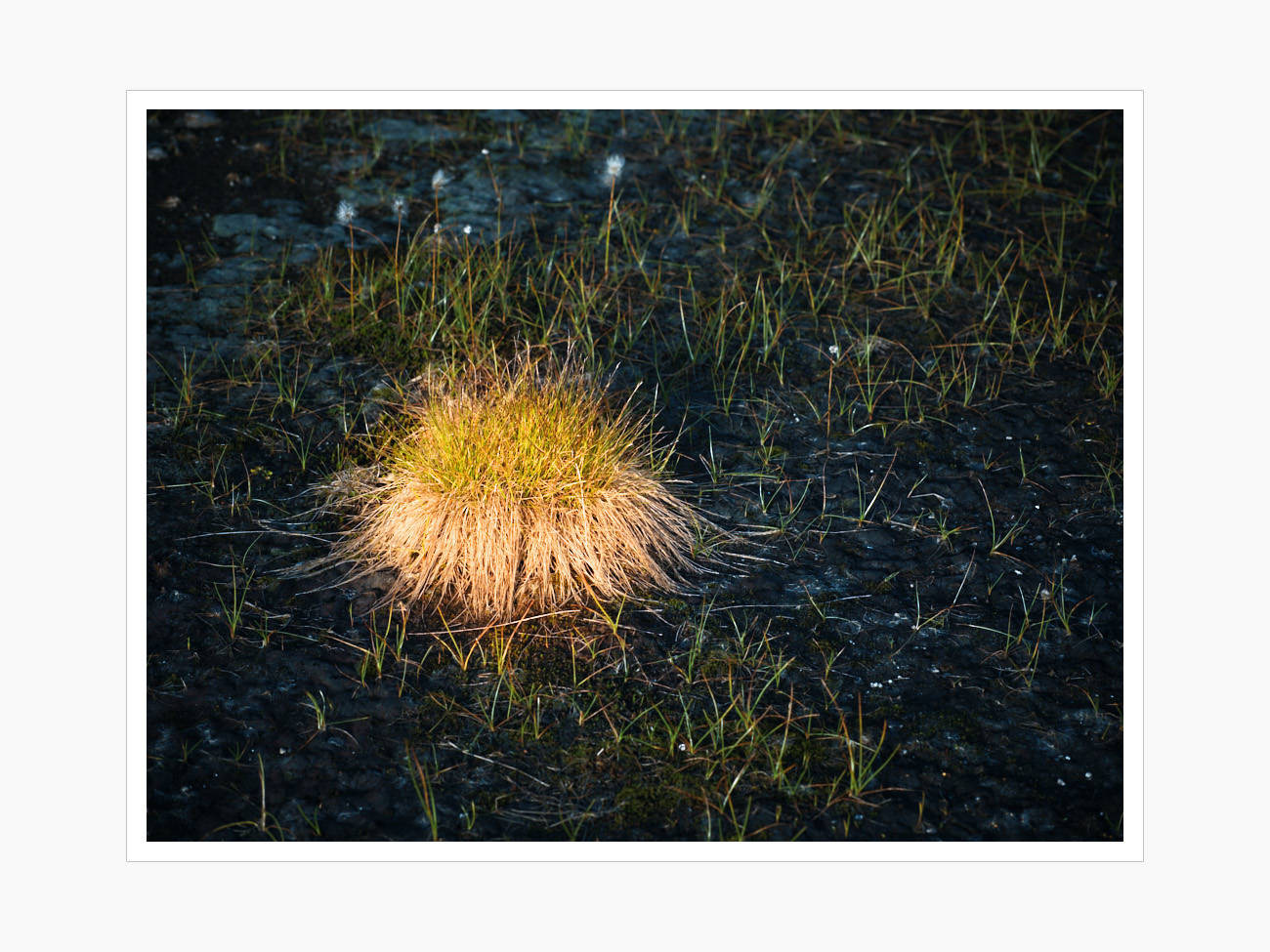 Max Schiefele Alle Bilder  DSF1867